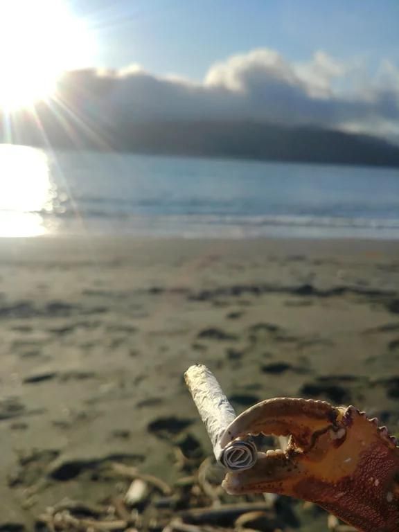 return to crabbe