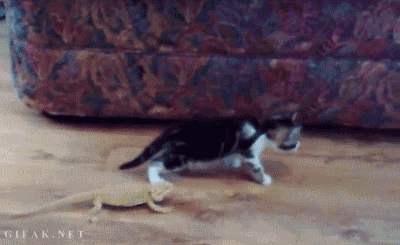 a moving cucumber
