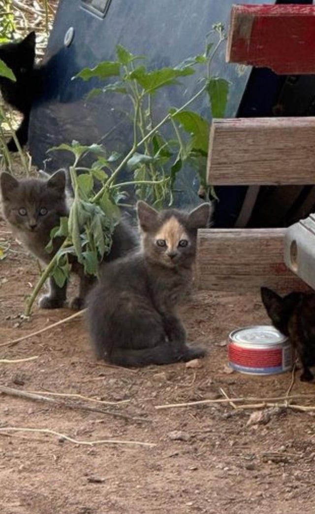 Upvote cat