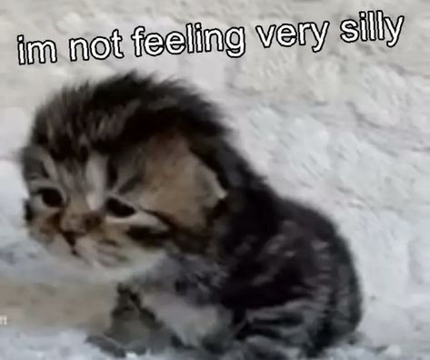 (=^･ｪ･^=)