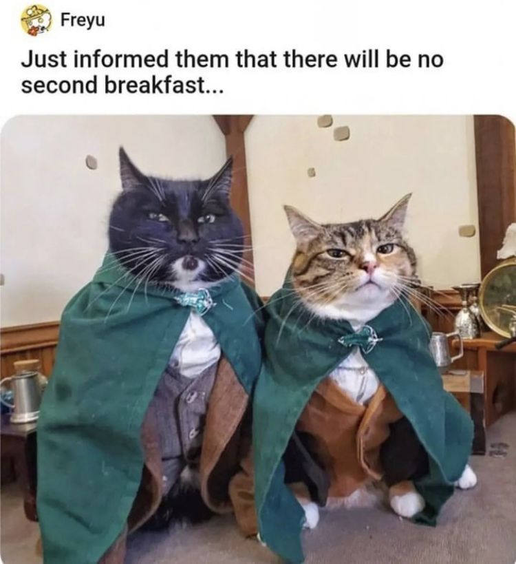 No purrfest