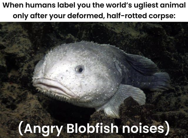 Blobfish moment