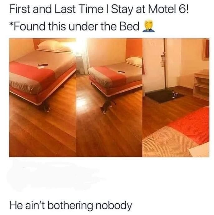 The cat was there first