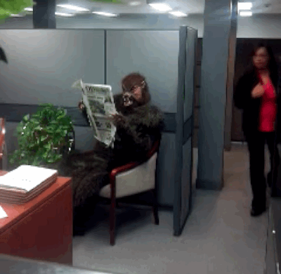 No one would be prepared to see a wolf in their office