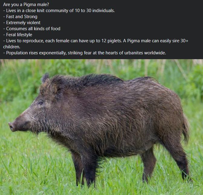 Are you Boar-maxxing?