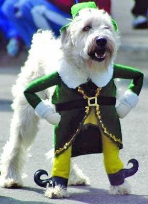 Best Dog Outfit Ever!