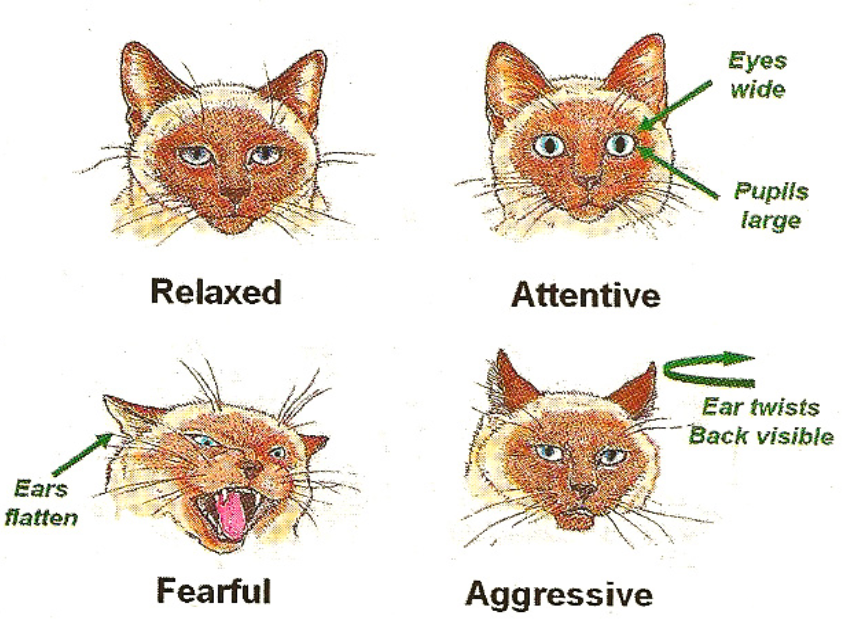 Around cats, never relax