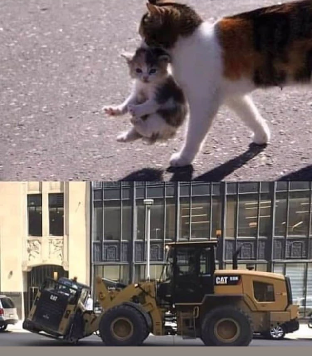 Me and my brother's cat are now forklift certified