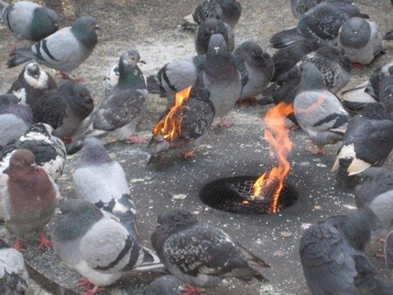 Wtf? A pigeons sacrifice?!