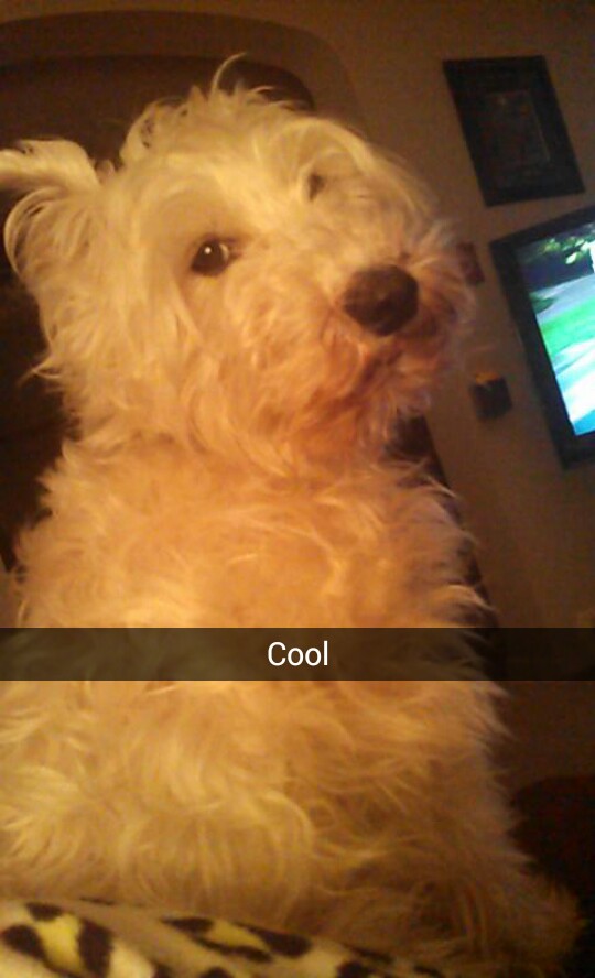 Sassy dog is sassy.