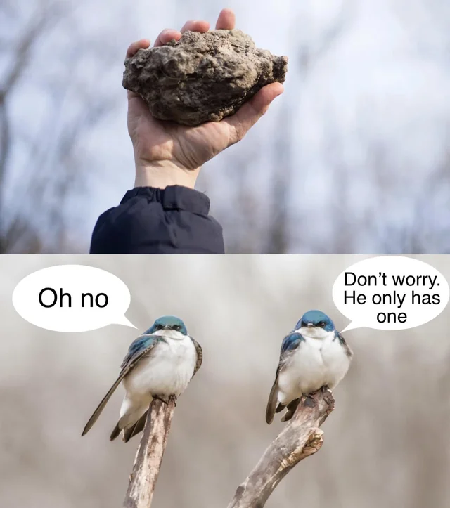 Birds aren't real