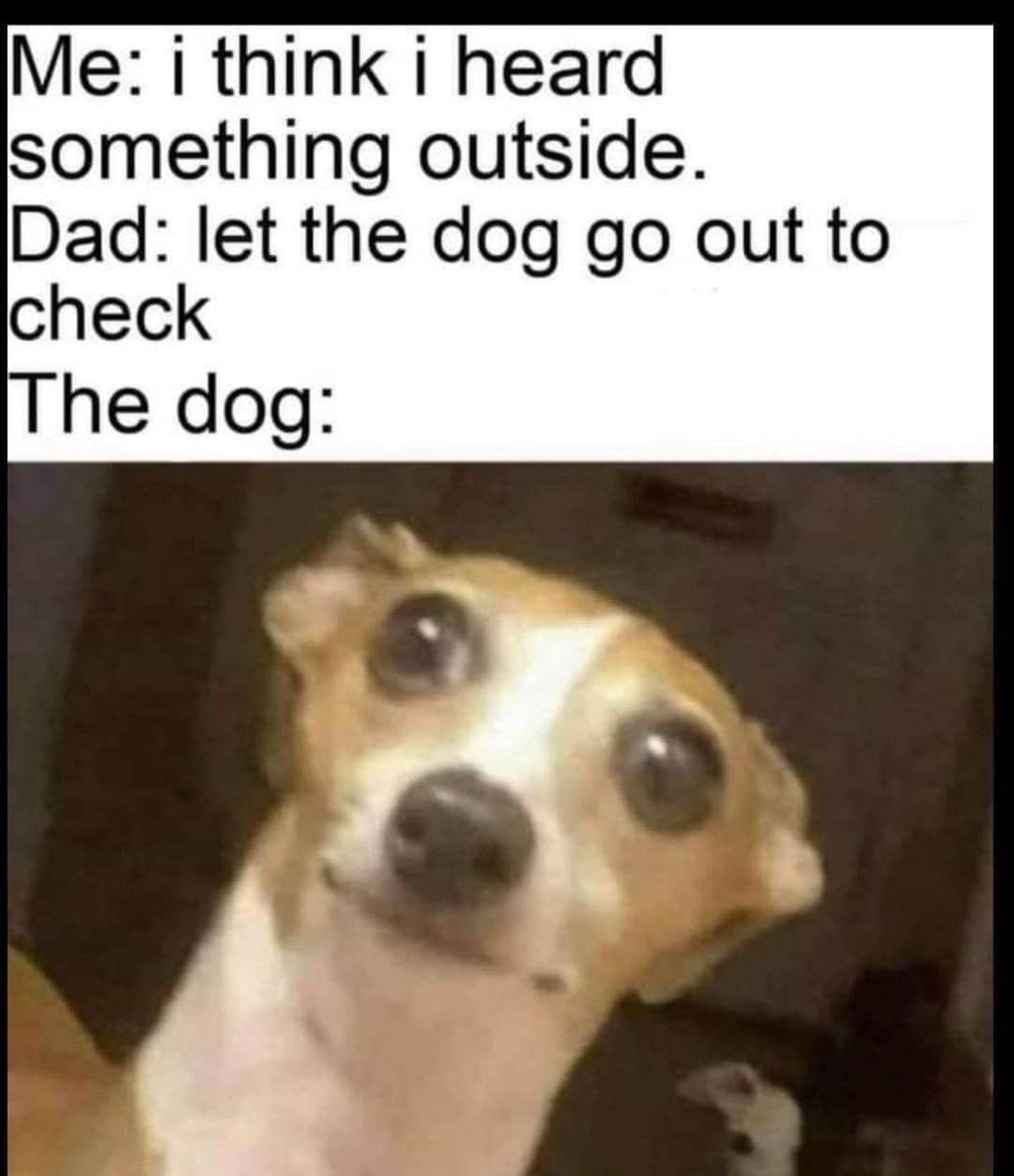 Poor dogo