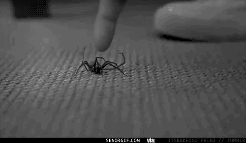 Don't judge me. I don't hate spiders. they are cute