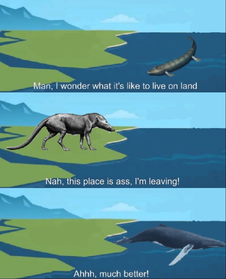 Whale evolution in a nutshel