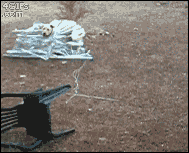 Ohh, dogs...