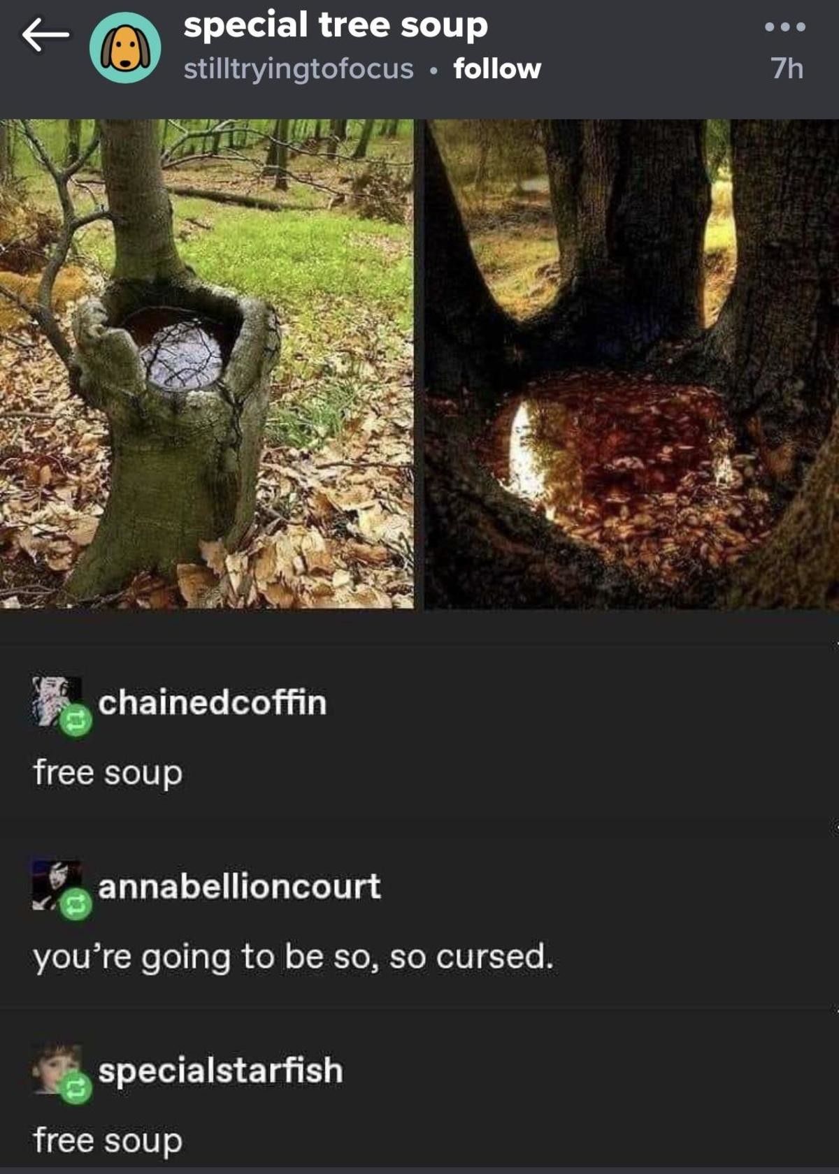 forbidden soup