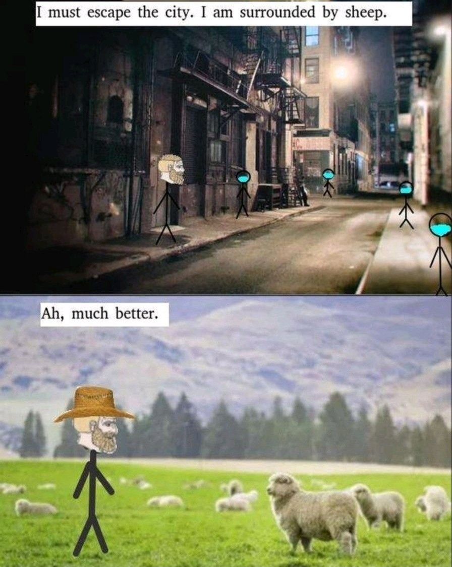 sheeps