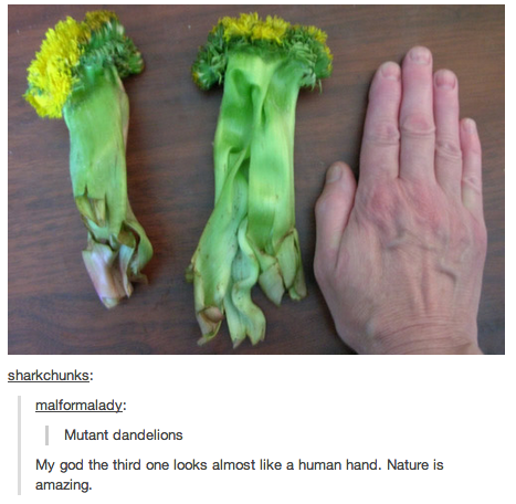 It's called a "hand-elion".
