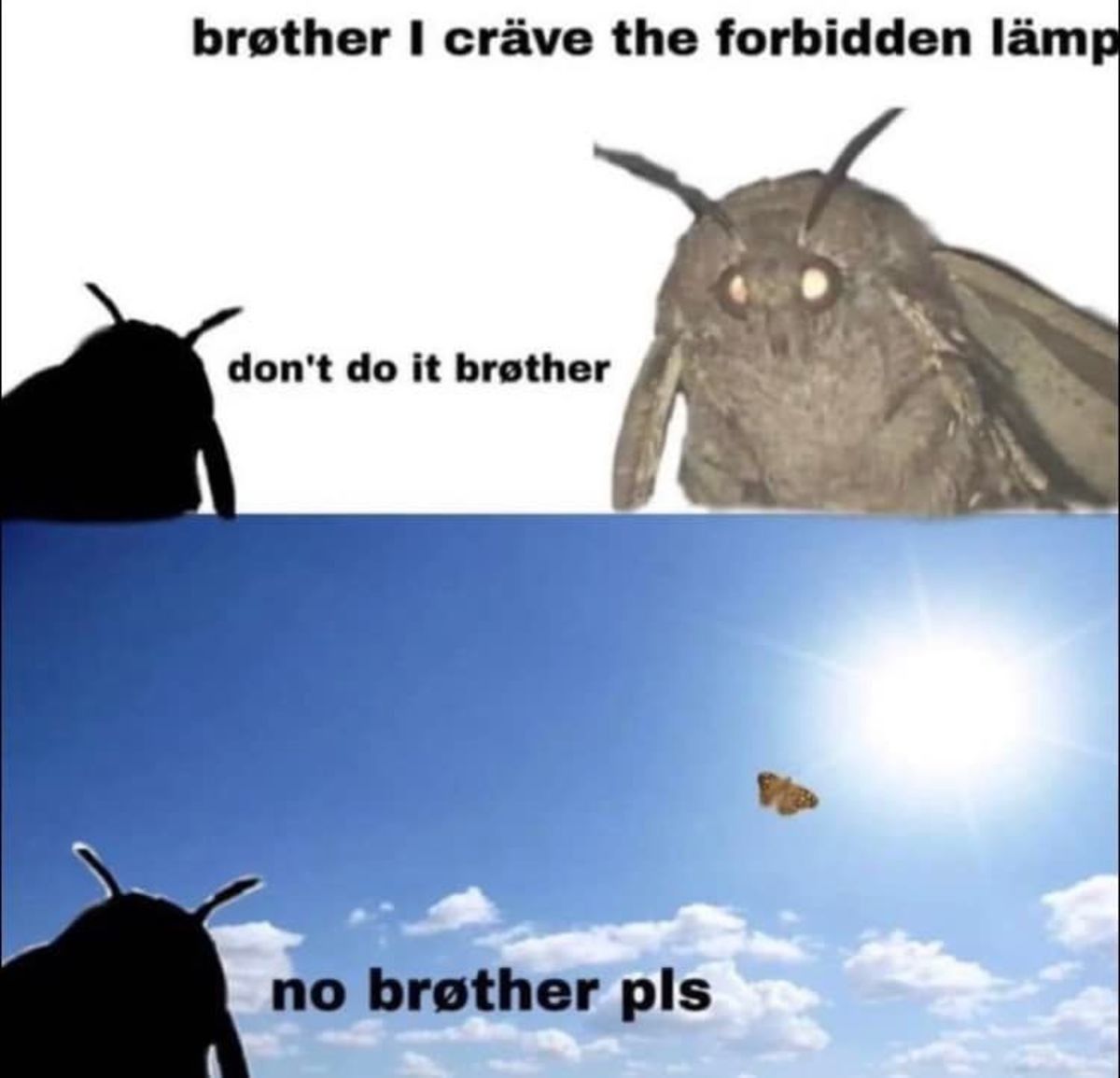 mothcarus