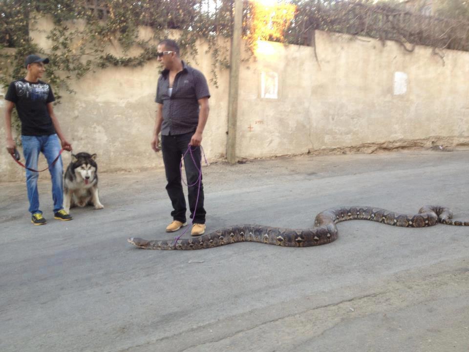 Just walking my snake