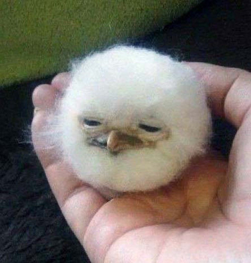 borb