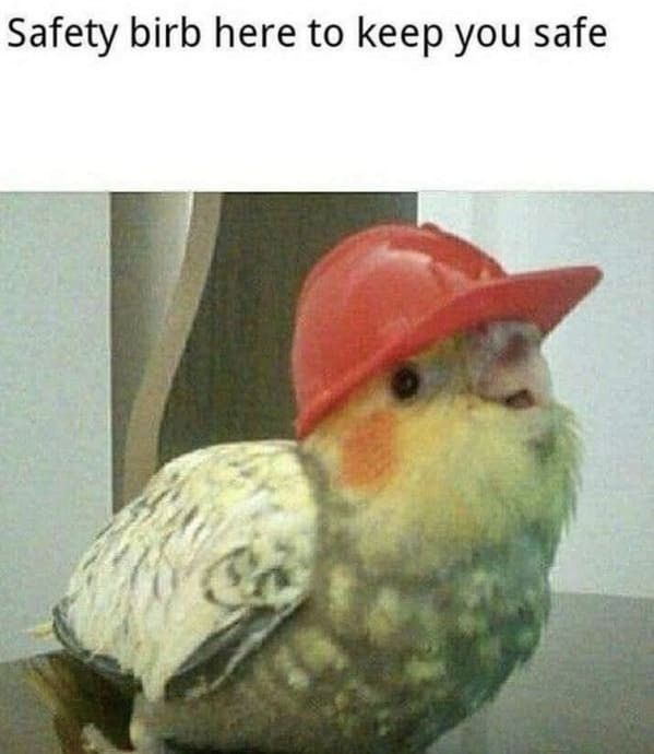 Birb of Safety