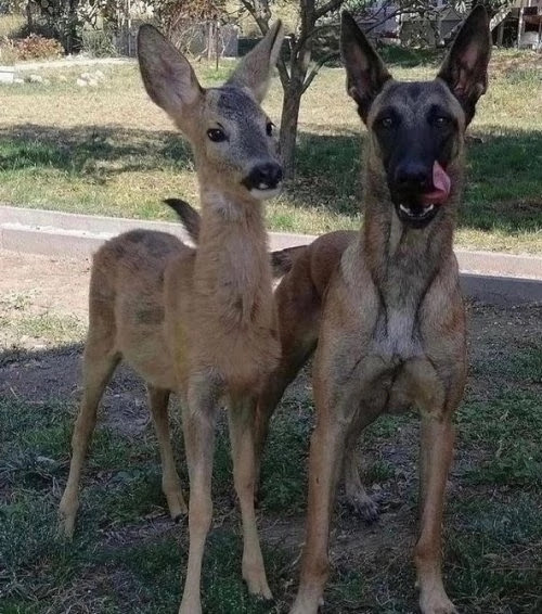 a female and male deer