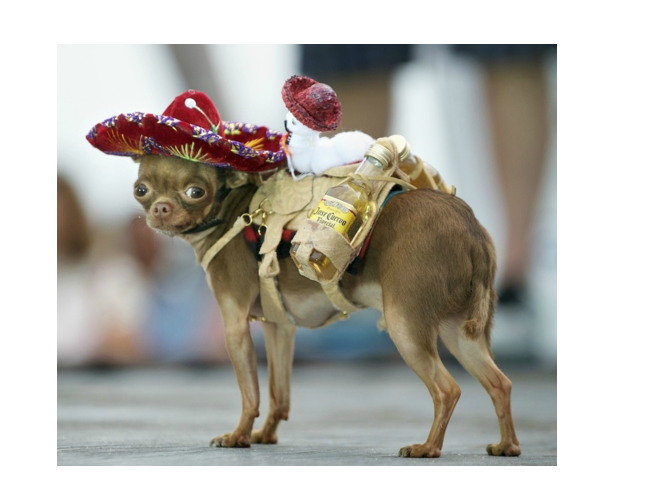 i-searched-the-most-mexican-picture-ever-i-m-freaking-happy