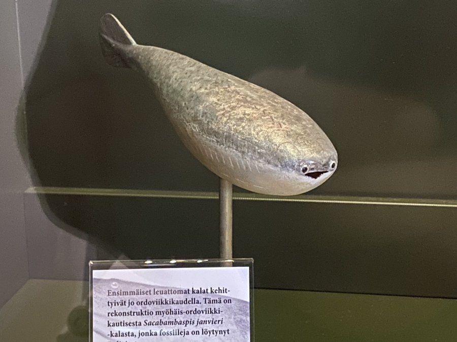 "Mamma kan vi få lutefisk?" "Vi har lutefisk hemma" Lutefisken hemma: