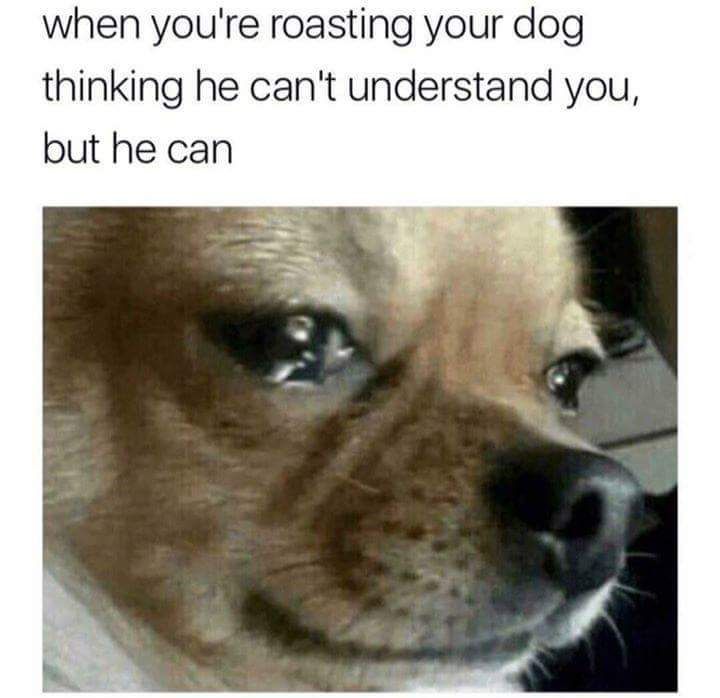 how the dog doing?