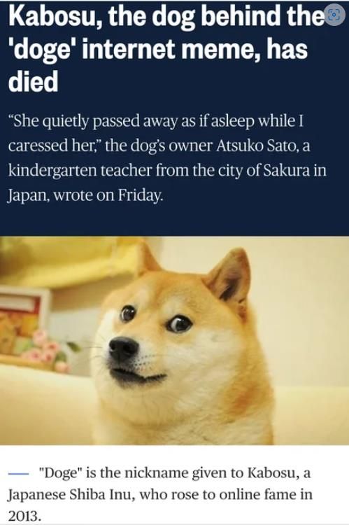 Doge died :(