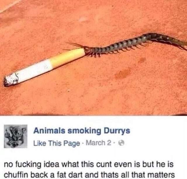 he finna chief that blunt