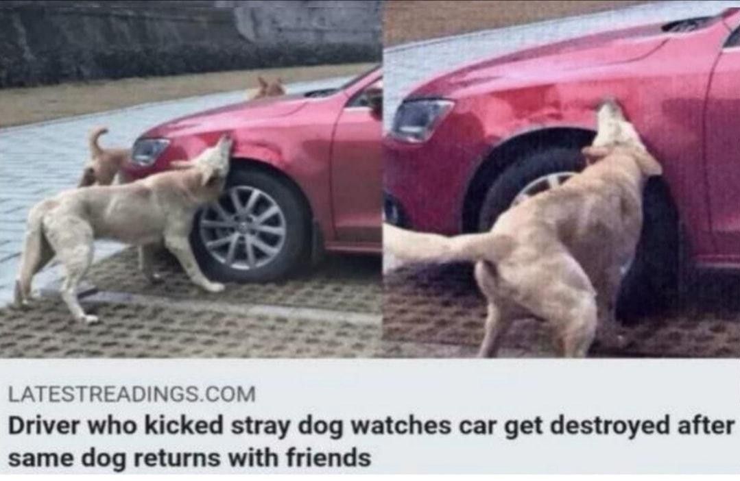 don't mess with dogs