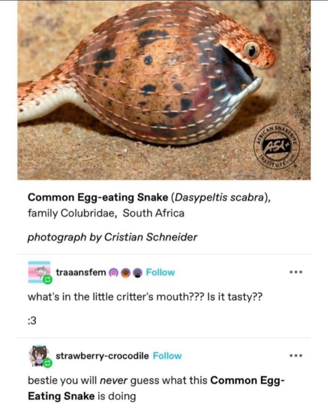 I don't stop to admire any egg-eating snake below epic rarity