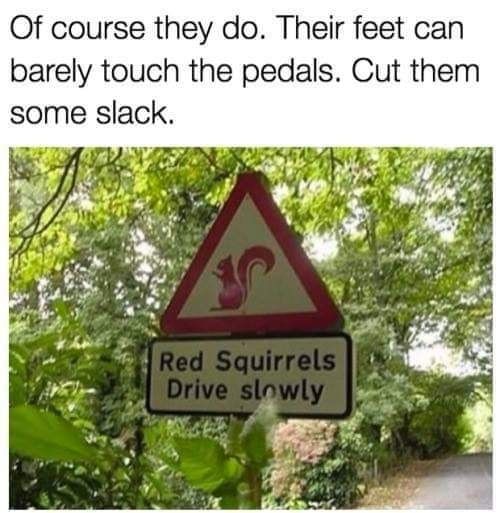 squirrels