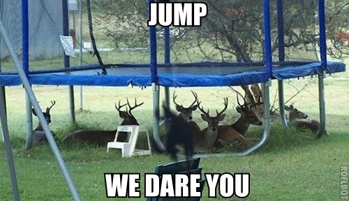 Jump.........We dare you