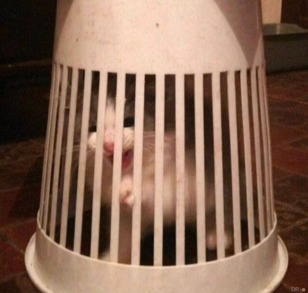 Hes imprisoned for meme theft