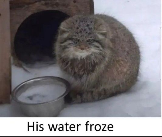 ***