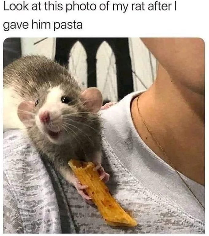 cheesed to meet you