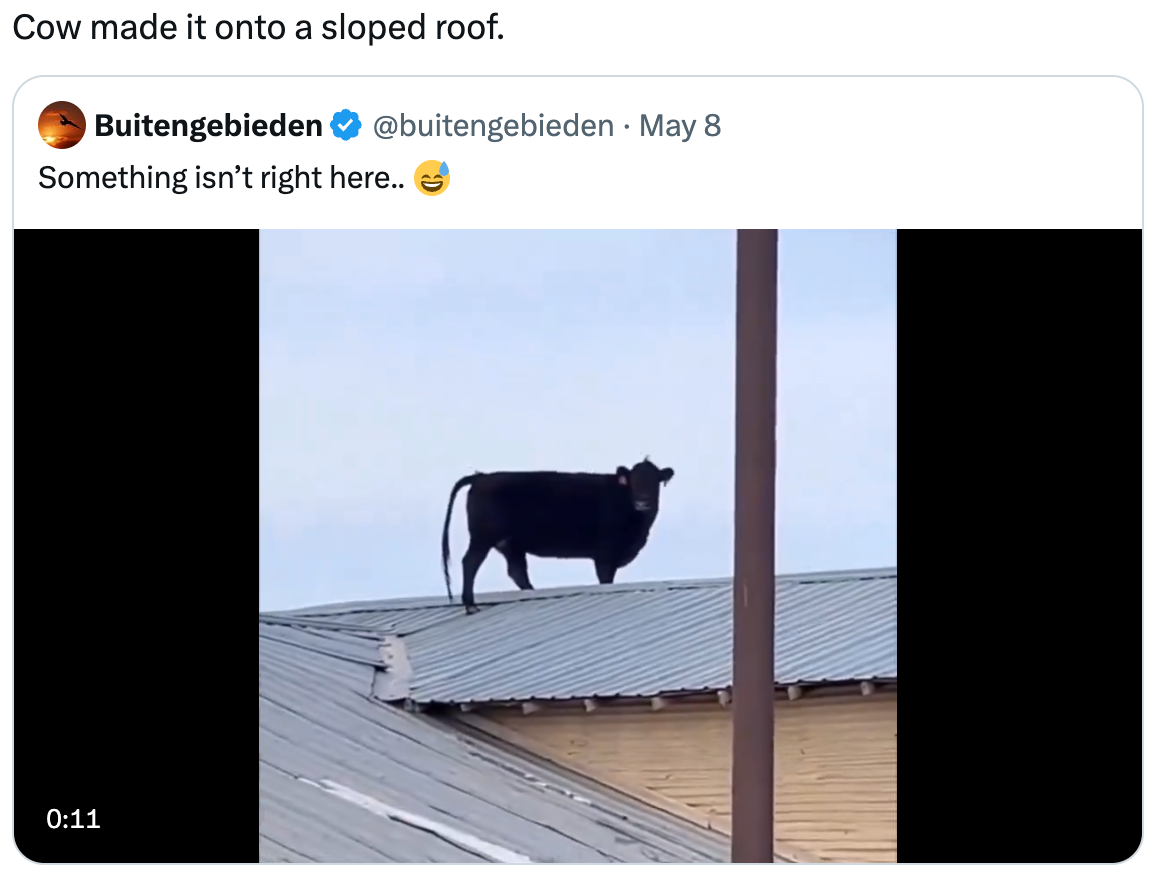 cows are more skilled than the secret service, confirmed