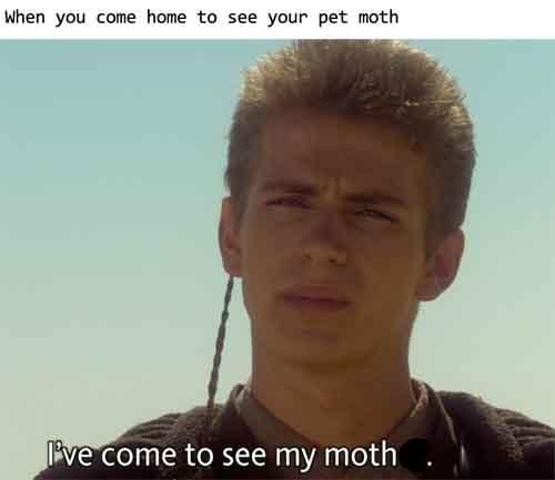 Moth