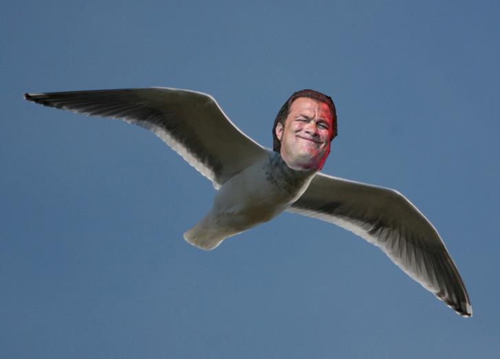 Steven Seagull