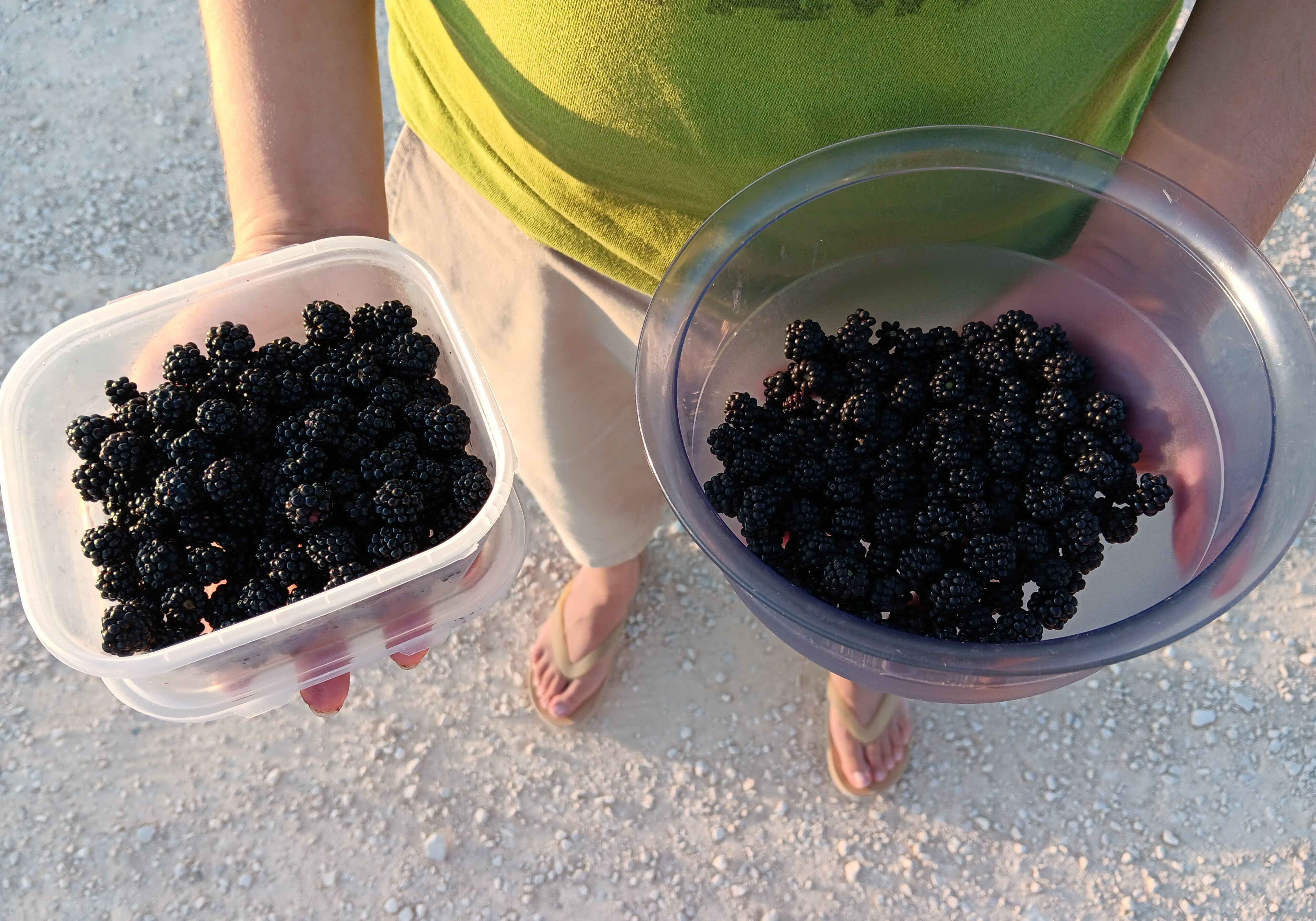 Yearly blackberry yield posting