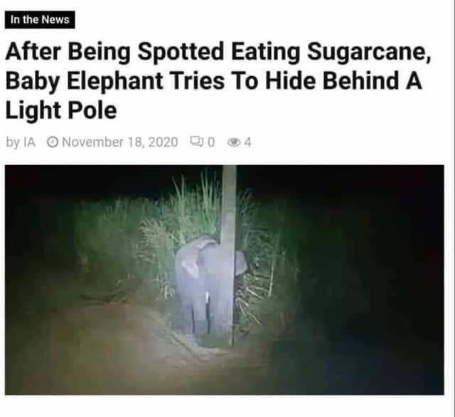 Tfw you’re caught eating shredded cheese out of the bag at 3AM