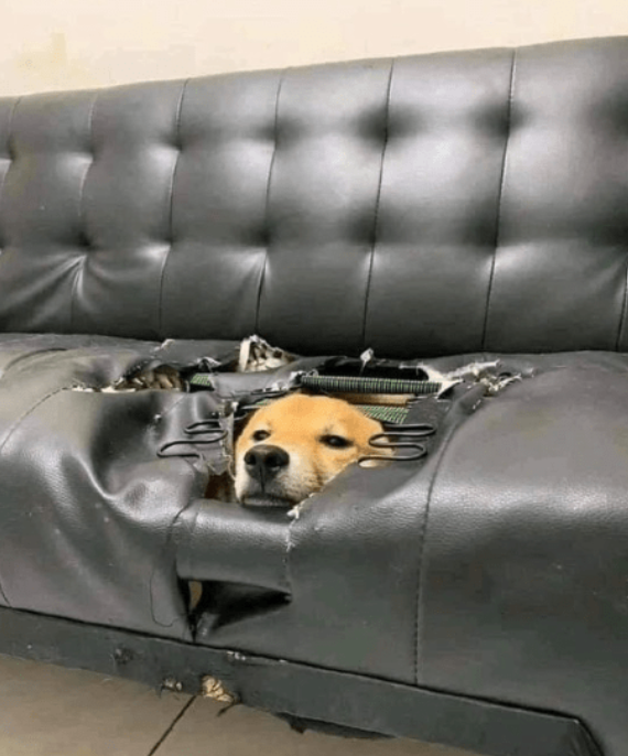 You said don't sit on the couch