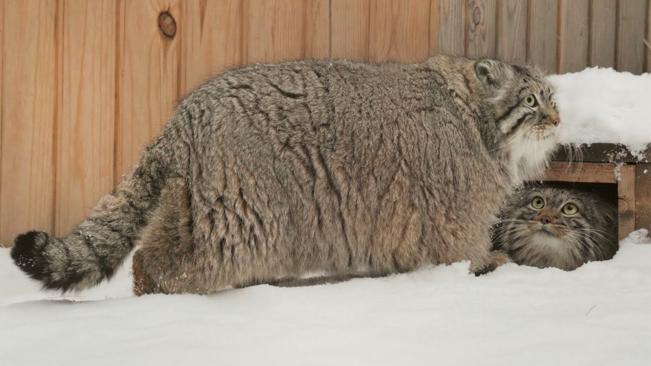 The body is rectangular