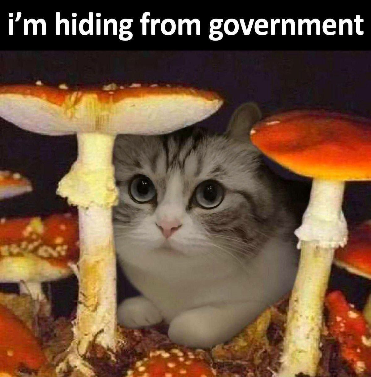 ***