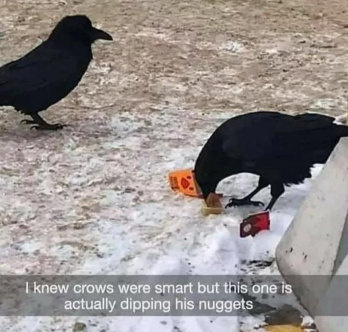 I should befriend a crow