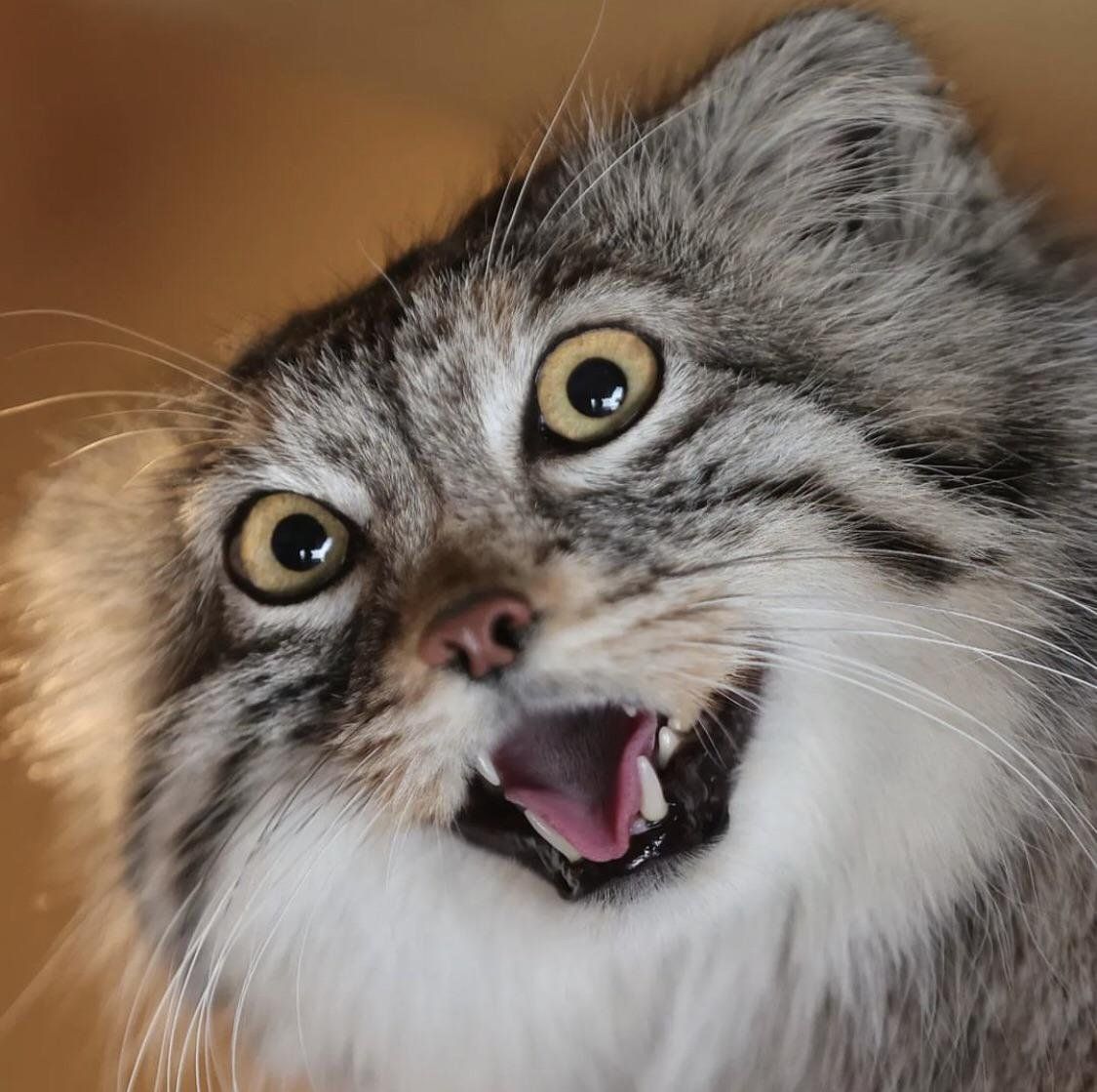 another great day in my awesome manul life
