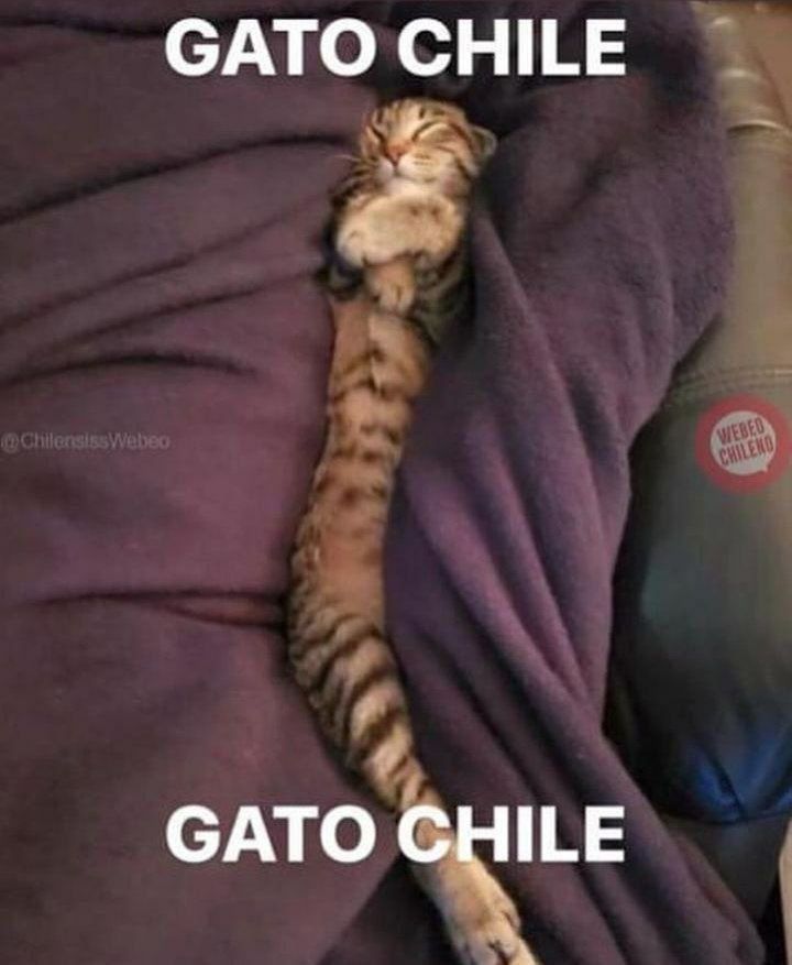 GATO CHILE